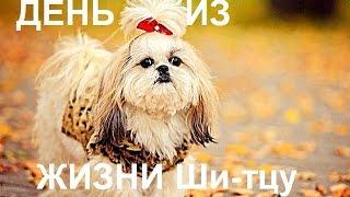 ДЕНЬ ИЗ ЖИЗНИ Ши-тцу  DAY IN LIFE OF Shih Tzu