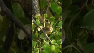 Rat Snake  targeting the prey | Thrilling moments from wildlife #snakevideo #wildlife