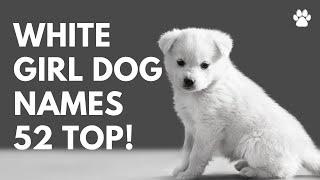  White Girl Dog Names 52 BEST  TOP  CUTE  Female Ideas | Names