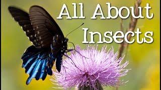 All About Insects for Children: Bees, Butterflies, Ladybugs, Ants and Flies for Kids - FreeSchool