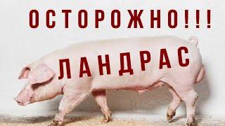 БУДЬТЕ БДИТЕЛЬНЫ НА АВИТО! Как выглядит ландрас. Породы свиней.