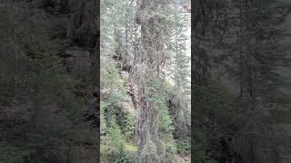 Johnston Canyon 2 (Alberta)