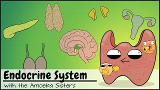 Endocrine System