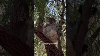 A SERENE KOALA