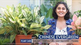 Chinese Evergreen growing PERFECTLY at home | Ep. 14 Garden up Basic