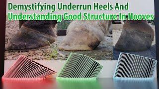 Fully Understanding Underrun Heels In Horse Hooves
