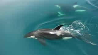 Killer whale in Rausu Hokkaido Japan