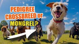  PEDIGREE, CROSSBREED or MONGREL:  Which Type of Dog Should You Choose?