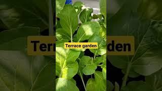 Variety of Plants that You Can Grow in Your Terrace Garden #shortsvideo #shorts #youtubeshorts