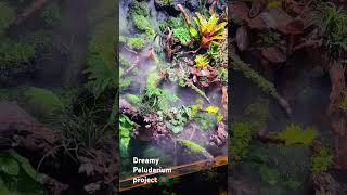 paludarium project. #naturedesign #paludarium #waterfall #foggy #indoorplants