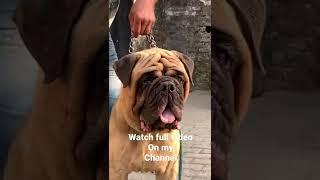 Big size bullmastiff