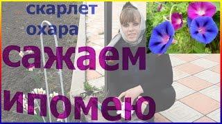 Ипомея лиана для живой изгороди. Как посадить ипомею. Как сажать ипомею.