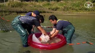 Yamamatsu Koi Farm Koi Harvest