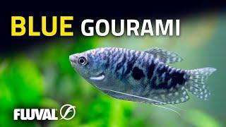 Species Spotlight | Blue Gourami