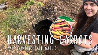 Harvesting Carrots - Planting Garlic and Transplanting Rhubarb