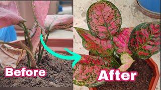 Aglaonema Plant Care! Burning Leaves Solution & Propagation