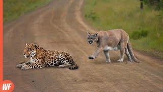 Cougar Attacks Jaguar and Quickly Pays the Price