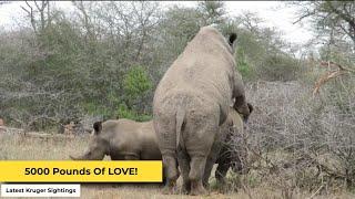 Rhinos Madly in Love! | Kruger Sightings | Amazing Animal Videos