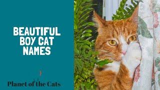 Most Popular Male Cat Names | Top 100 Best Male Cat Names ( Boy Cat Names List )