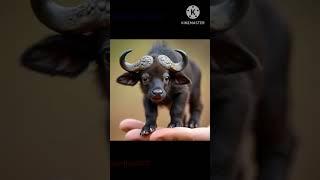 #Beautiful animals #song #music #love #bollywood #srileeladance #shortsviral #shorts#shortsfeed