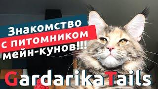 Питомник мейн-кунов GardarikaTails, знакомимся!