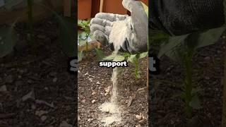 What’s the Best Fertilizer to Fix Calcium Deficiency in Plants? #shorts