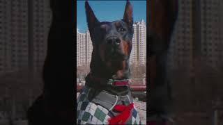 Doberman tiktok   videofoprof_23 #shorts #tiktok #doberman