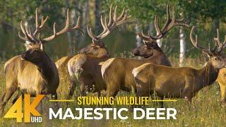 Discover the Majestic World of Deer in the South Urals | 4K Wildlife Relax Video