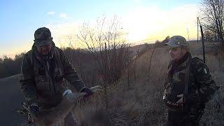 Hare hunting with German shorthaired pointer – Two hares from the same place