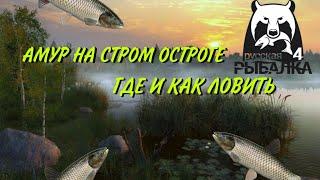 Амур на Старом Остроге. Где и как ловить? Русская Рыбалка 4.