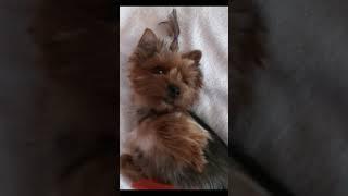 Охрана #йоркирулят #yorkie #йоркширскийтерьер #yorkies #dog