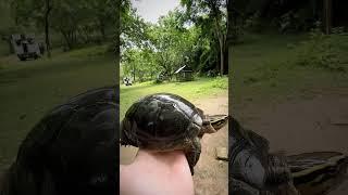 Calauit island #turtle #busuangapark