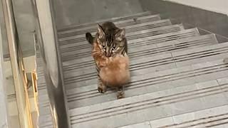 Mother cat,holding her child,stumbled to a kind person's door,begging them to take in her 7 children