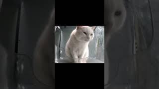 Why he staring at us like that