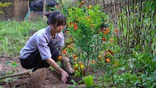 Garden care. Plant more fruit trees. Pick banana leaves to make a special cake (Banh Bot Loc)