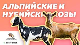 Опыт разведения коз альпийской и англо-нубийской породы