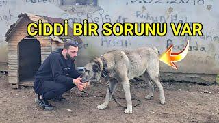 YENİ GELEN KÖPEK BİZİ ÇILDIRTIYOR ! - ŞİMDİ DE KAYBOLMUŞ ! - 1 PARAZİT HAPI 800 TL OLUR MU ?