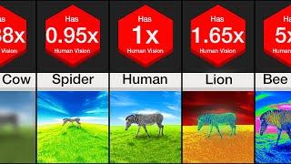 Comparison: Animal Vision