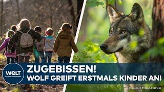 NIEDERLANDE: Kind gebissen und Haustier verschleppt! Wolf treibt in Utrecht sein Unwesen - Warnung!