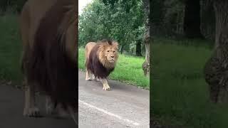 Barbarian Lion Crossing the Street