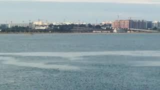 Golfinhos na estação dos barcos do Barreiro 26-11-2017 8:30h