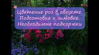 Цветение роз в августе.  Подготовка  к зимовке, необходимые подкормки.