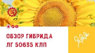 Обзор гибрида ЛГ 50635 КЛП / Гибрид подсолнечника