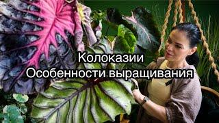 Colocasia esculenta (Redemption, Pharaoh’s Mask )🪴Особенности выращивания, личный опыт