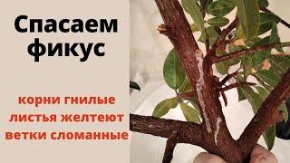 Спасаем фикус! Его выбросили, я подобрала. Корни фикуса гнилые, листья желтеют...