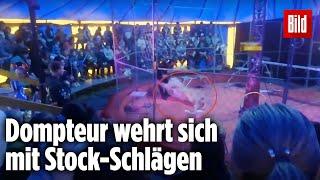 Schock im Zirkus: Löwin greift Dompteur an