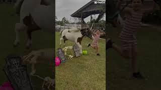 Cool horse video. Miniature horses jumping