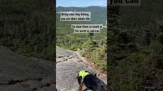 Hiking with your dog  #shorts #hikingdog #whitemountains #adventuredog #findyourpark