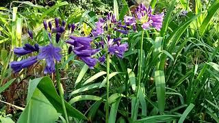 sok apróság)) #eucomis #agapanthus #sanguisorba #tulbaghia #mezesfa