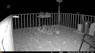 Oh wow, look at the two raccoons on the table. Another on the floor deck trail camera